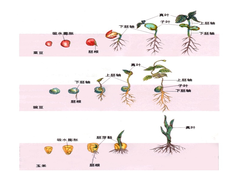 中班科学《各种各样的种子》PPT课件教案PPT.pptx_第2页