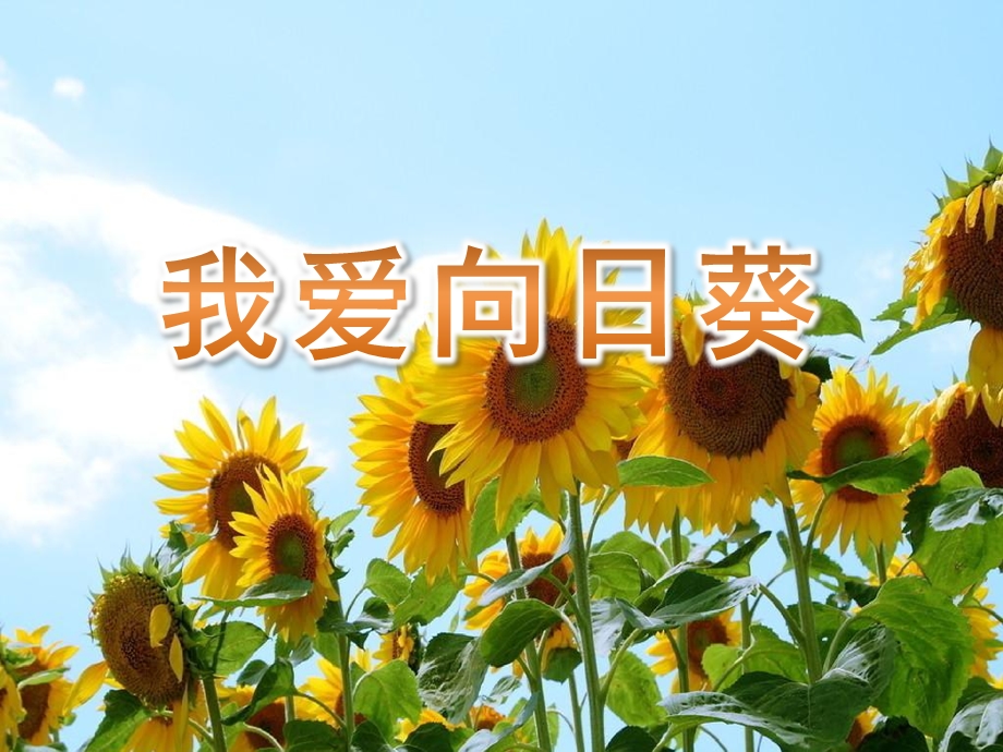 中班美术《我爱向日葵》PPT课件教案中班美术《我爱向日葵》课件.pptx_第1页