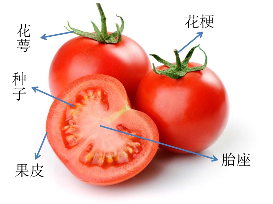 中班健康《认识西红柿》PPT课件教案中班科学活动：认识西红柿.pptx_第2页