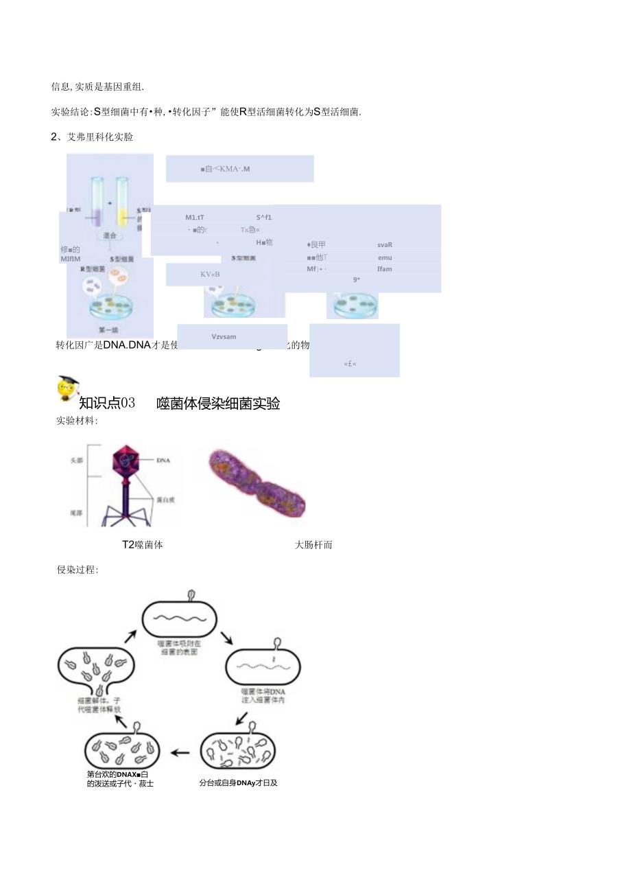 DNA是主要的遗传物质精品讲义.docx_第3页