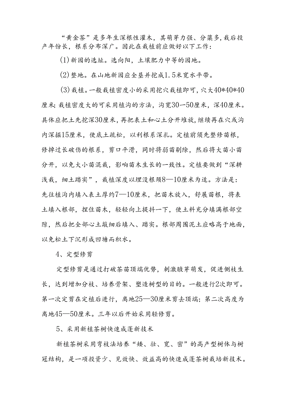 “黄金茶”的分株建园方法.docx_第2页