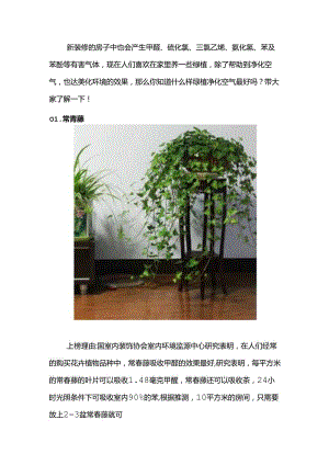 几种低成本去除甲醛的植物.docx