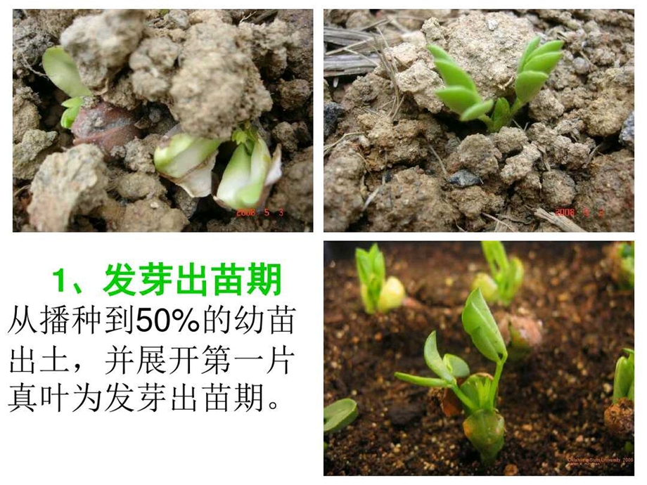 大班科学《花生生长过程》PPT课件教案花生生长过程(幼儿园.pptx_第3页