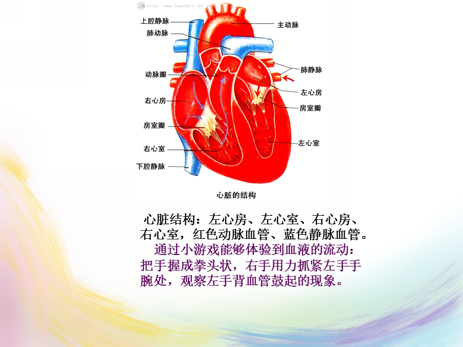 大班健康主题《永不停息的心脏》PPT课件教案幼儿园主题课：永不停息的心脏.pptx_第3页