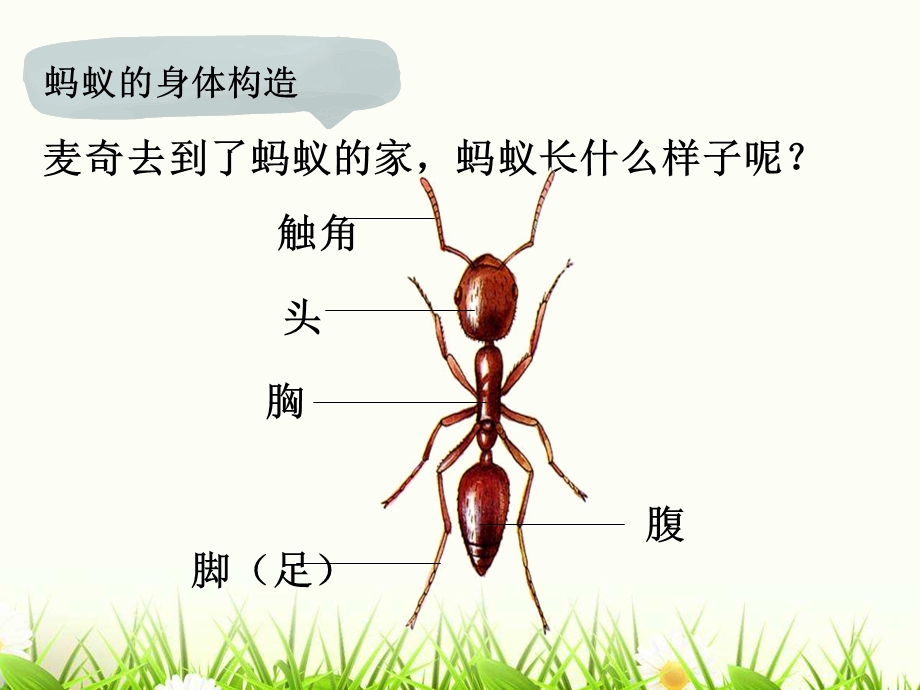 大班科学《蚂蚁的家》PPT课件教案7-寻找蚂蚁的家.pptx [修复的].pptx_第3页