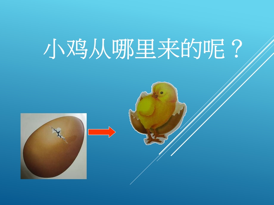 大班科学活动《动物如何生宝宝》PPT课件教案动物如何生宝宝.pptx_第2页