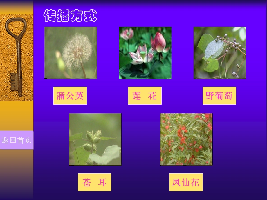 大班科学活动《种子的传播》PPT课件教案大班科学活动：种子的传播.pptx_第3页