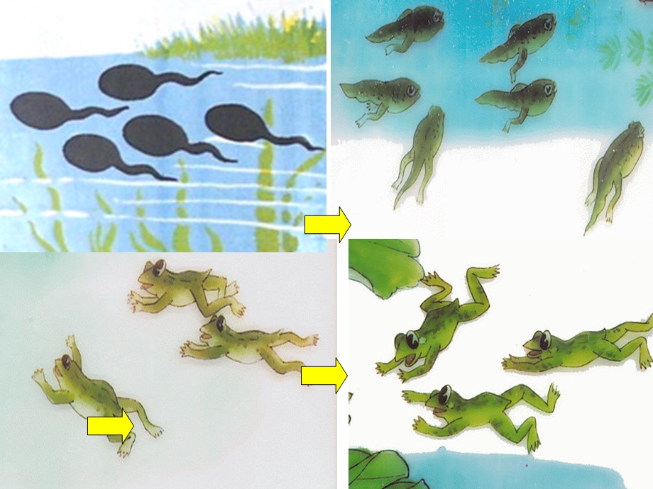 小班数学《小青蛙捉害虫》PPT课件教案PPT课件.pptx_第3页