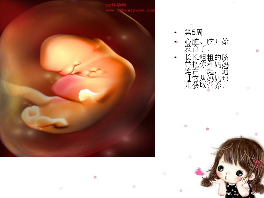 大班健康《在妈妈肚子里》PPT课件在妈妈肚子里.pptx_第3页