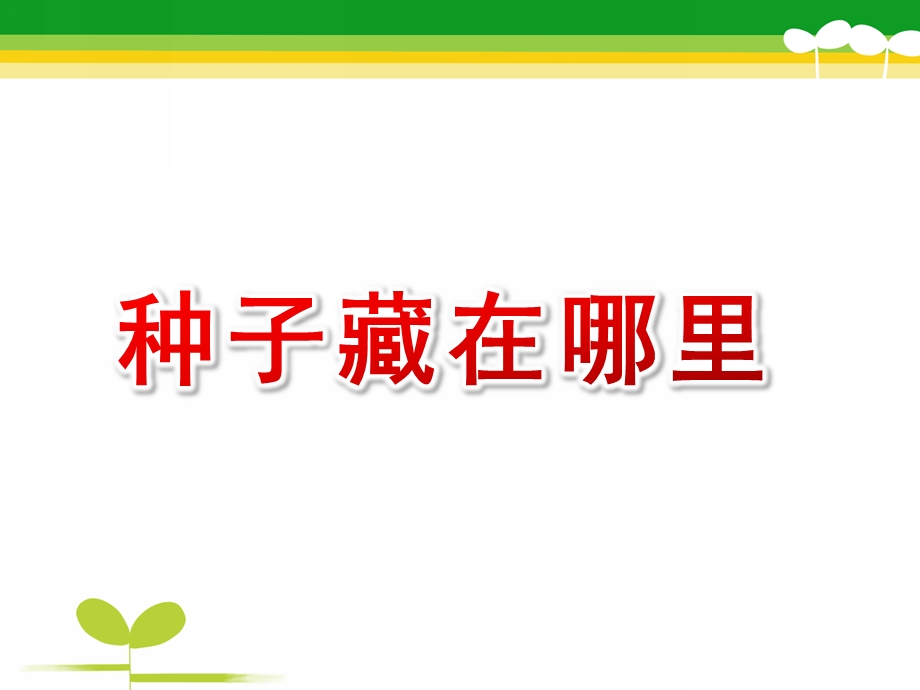 大班科学《种子藏在哪里》PPT课件教案种子藏在哪里.pptx_第1页