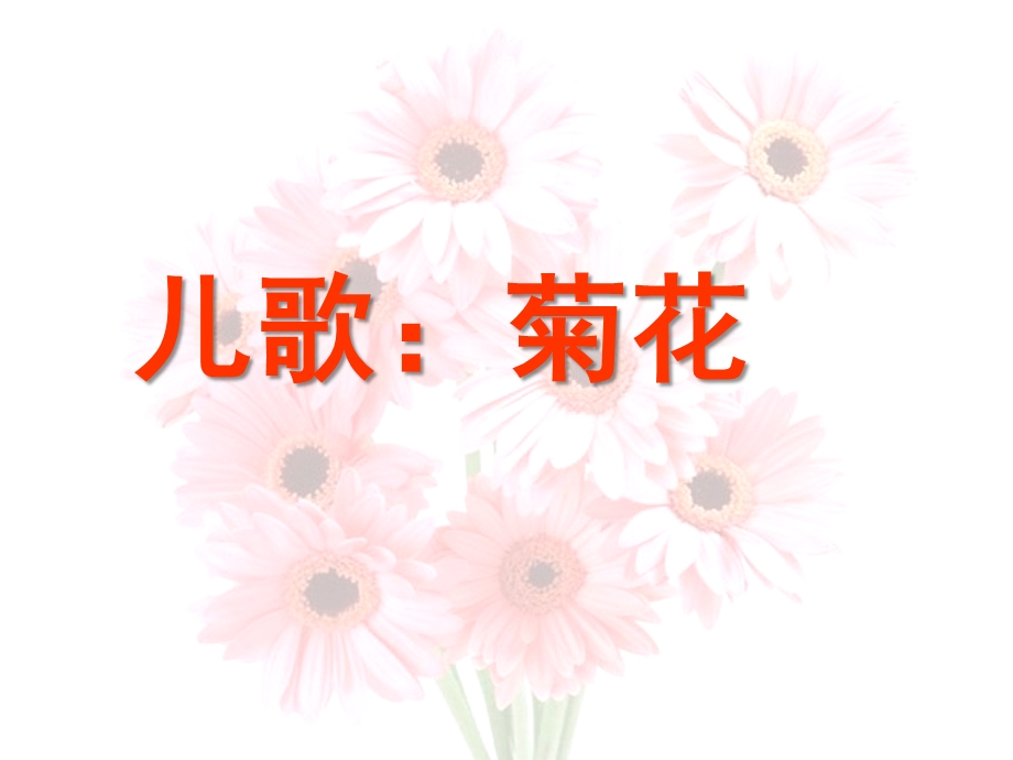 大班儿歌《菊花》PPT课件儿歌：菊花.pptx_第1页