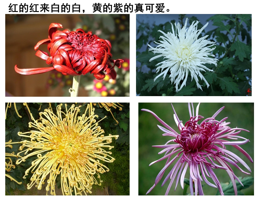 大班儿歌《菊花》PPT课件儿歌：菊花.pptx_第3页