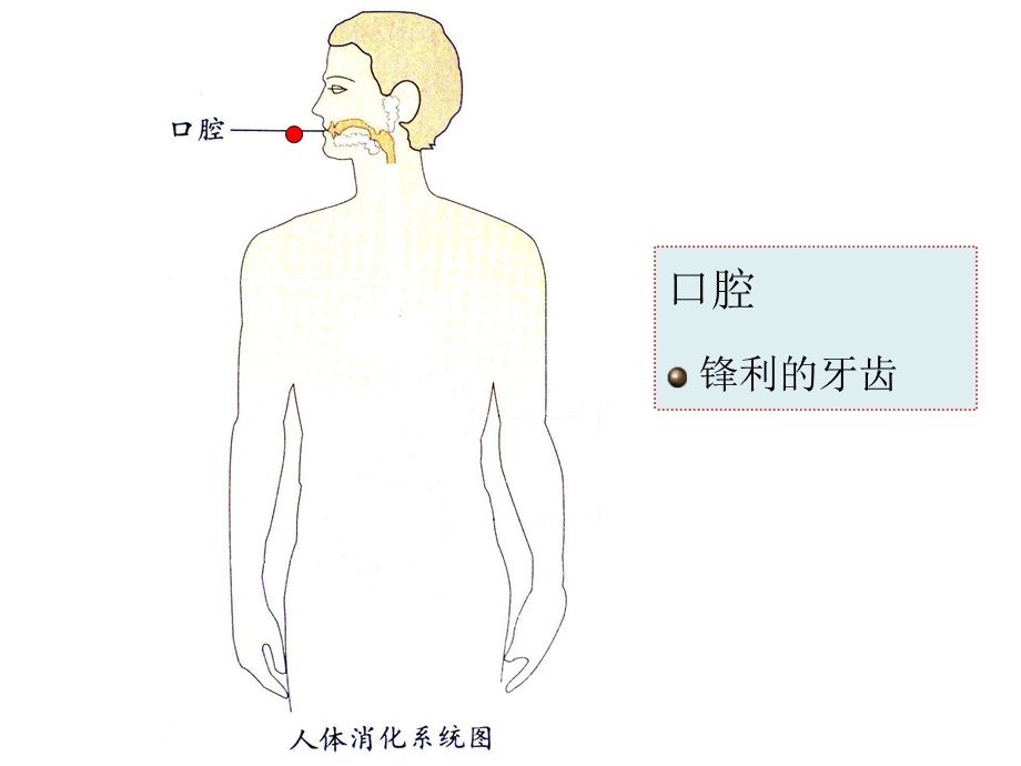 A056大班健康：小豆子旅行记小豆子旅行记ppt课件.ppt_第3页