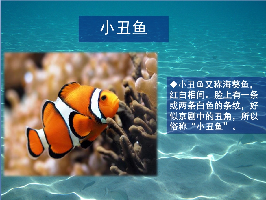 中班主题《各种各样的鱼》PPT课件教案PPT课件.ppt_第3页