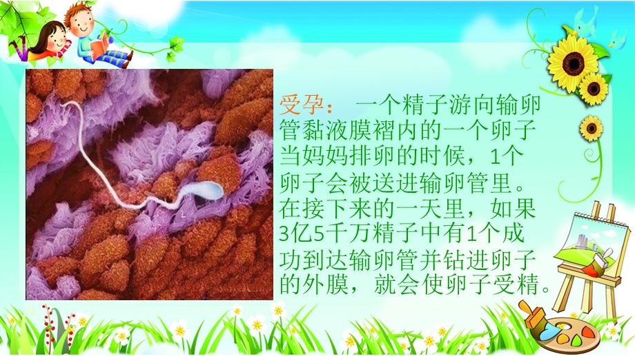 幼儿园《宝宝是怎么来的》PPT课件.pptx_第3页