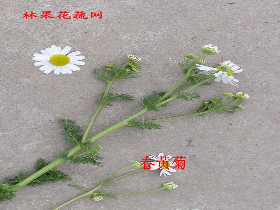 中班科学《漂亮的菊花》PPT课件教案中班科学ppt漂亮的菊花.ppt_第2页