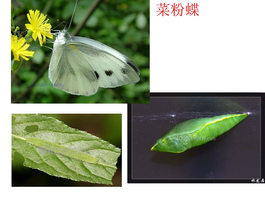 中班科学《美丽的昆虫》PPT课件教案幼儿园昆虫.ppt_第3页