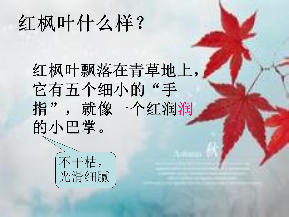 中班语言《一片红枫叶》PPT课件教案PPT课件.ppt_第3页