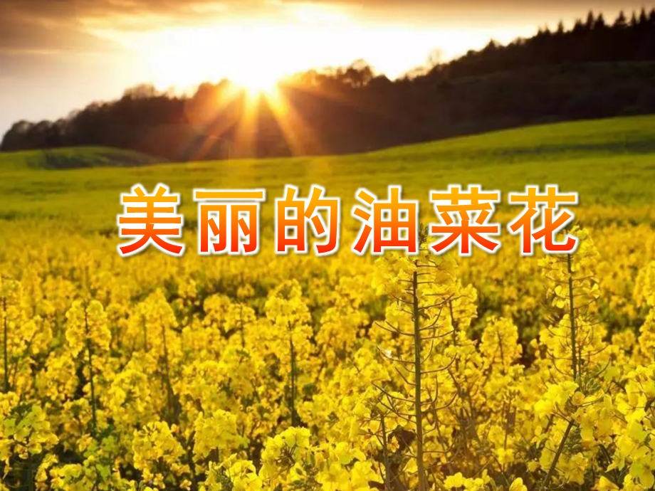 中班美术手指点画《美丽的油菜花》PPT课件教案PPT课件.ppt_第1页