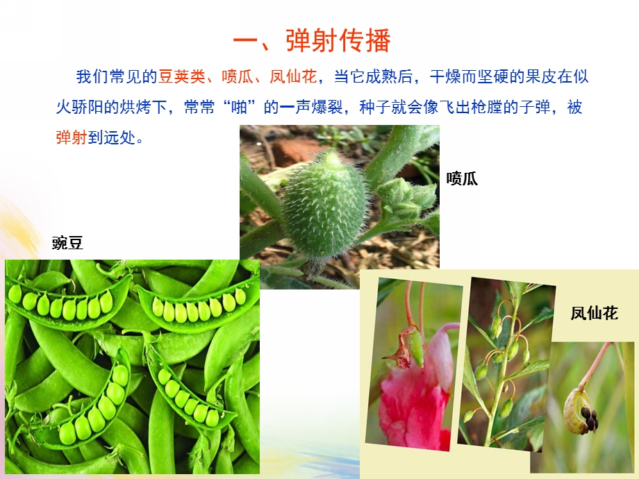 幼儿园《植物种子的传播方式》PPT课件教案植物种子的传播方式-幼儿园.pptx_第3页