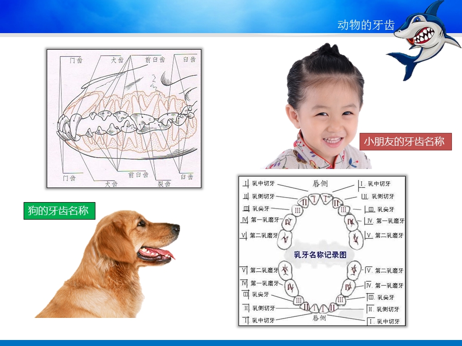 动物的牙齿PPT课件教案图片《动物的牙齿》ppt课件.ppt_第2页