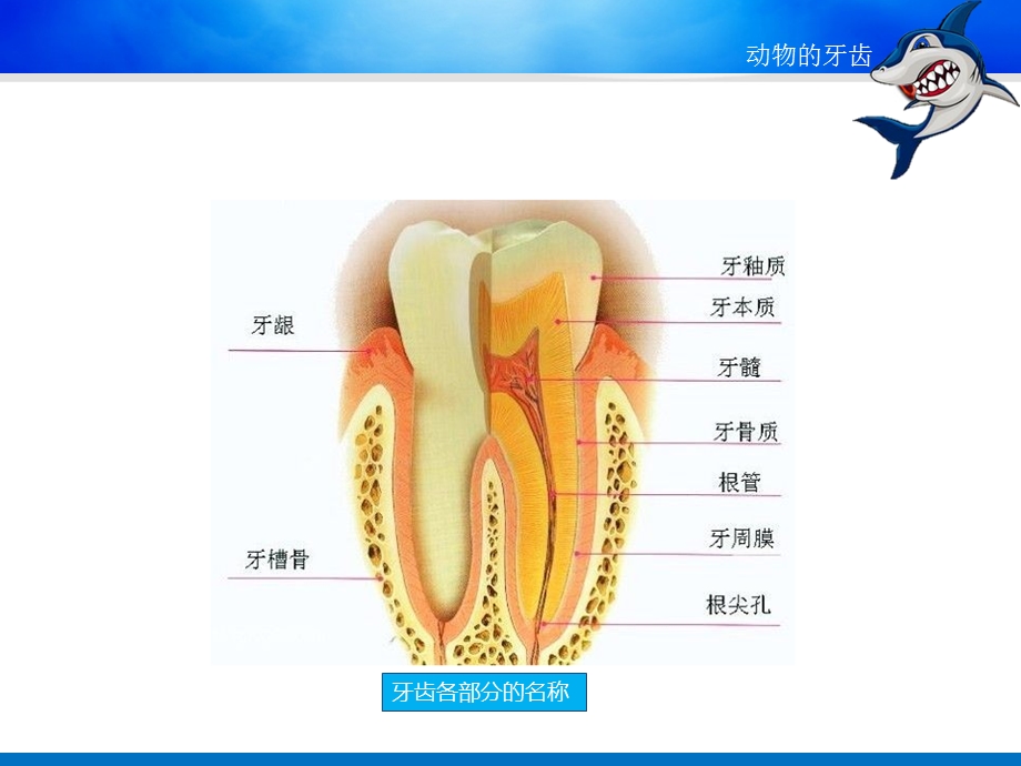 动物的牙齿PPT课件教案图片《动物的牙齿》ppt课件.ppt_第3页