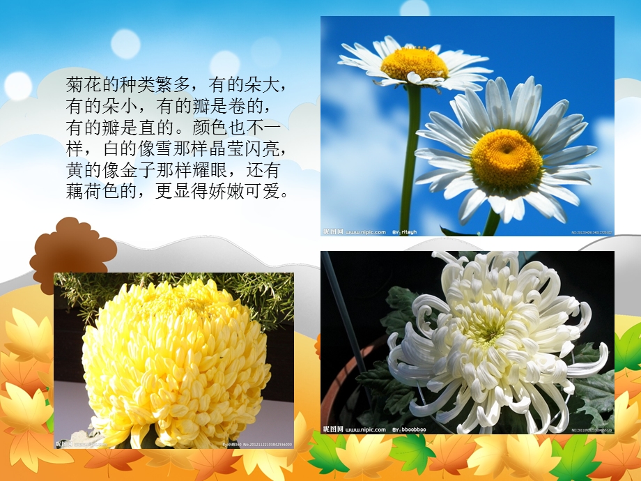 中班科学《天的菊花》PPT课件教案天的菊花.ppt_第2页