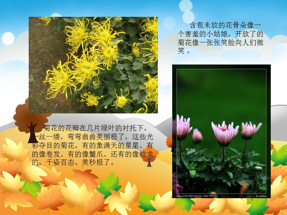 中班科学《天的菊花》PPT课件教案天的菊花.ppt_第3页