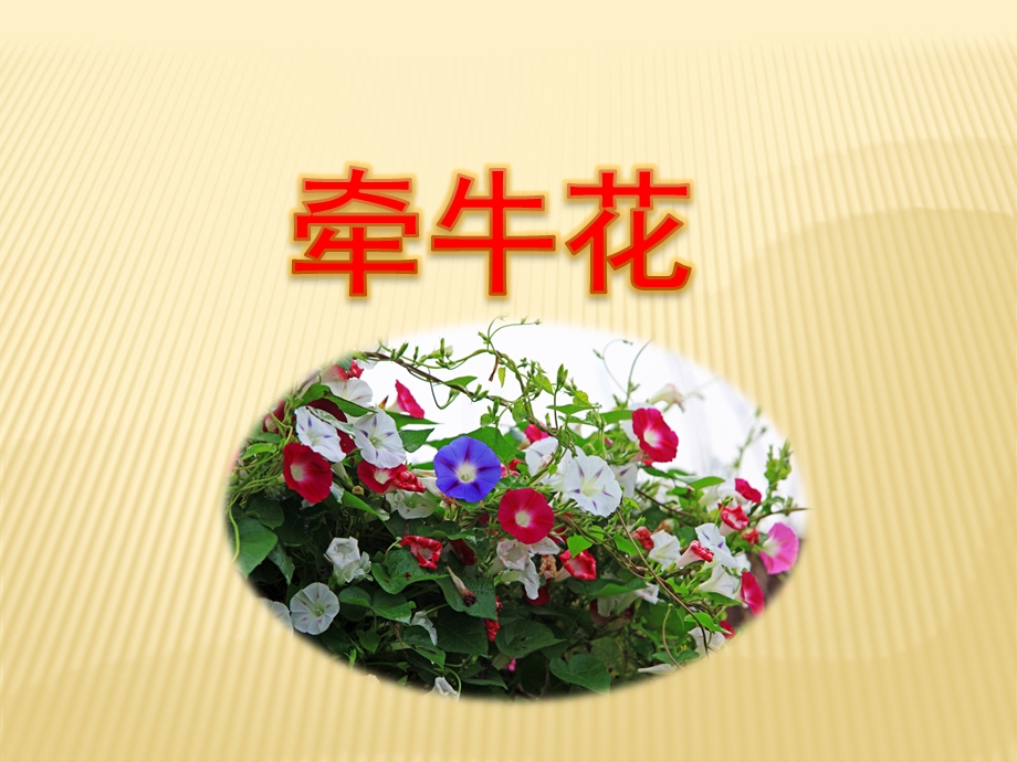 中班语言《牵牛花》PPT课件教案中班语言：牵牛花.ppt_第1页