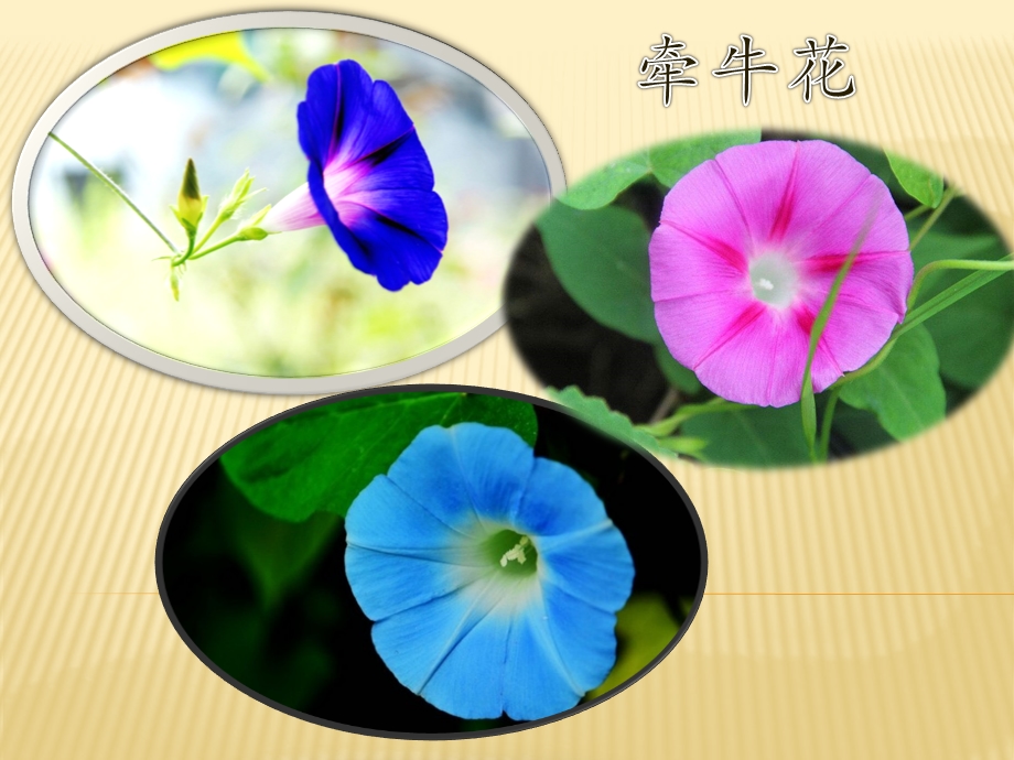 中班语言《牵牛花》PPT课件教案中班语言：牵牛花.ppt_第2页