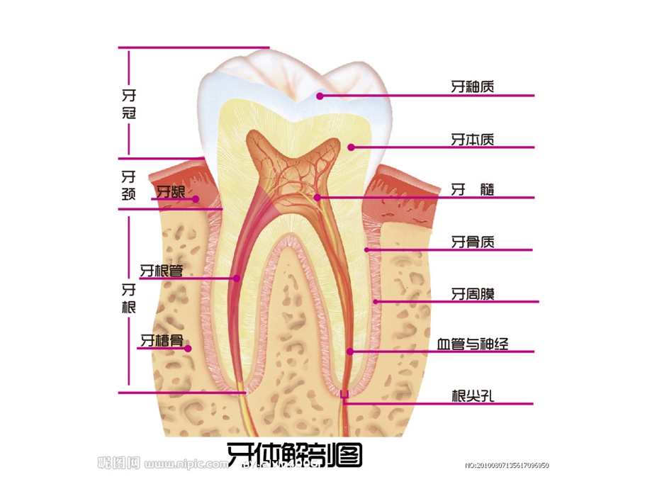 大班健康优质课《换牙庆祝会》PPT课件教案PPT课件.ppt_第2页