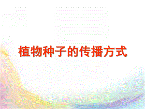 幼儿园《植物种子的传播方式》PPT课件教案植物种子的传播方式-幼儿园.ppt