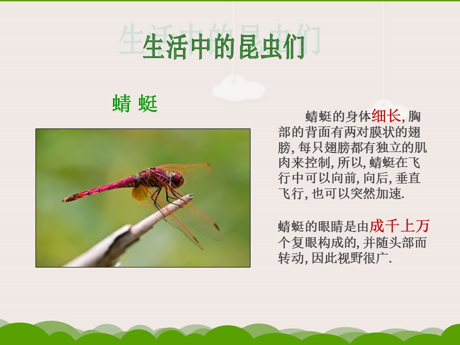 大班科学《昆虫》PPT课件.ppt_第3页