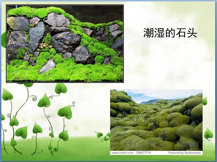 大班科学活动《苔藓》PPT课件大班科学活动——苔藓.ppt_第3页