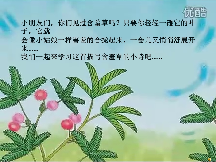 大班语言活动《含羞草》PPT课件教案配音音乐PPT课件.ppt_第2页