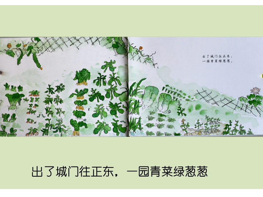 蒋静大班语言《一园青菜成了精》all版本4一园青菜成了精.ppt_第2页