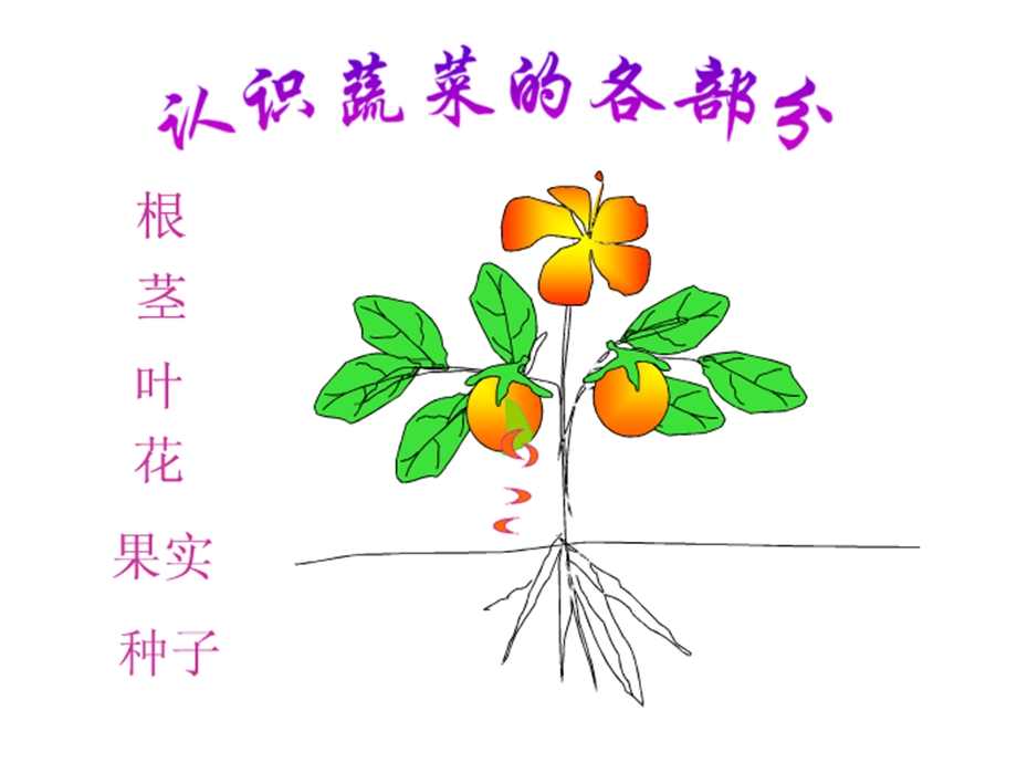 大班科学《吃植物的哪部分》PPT课件幼儿园大班科学《吃植物的哪部分》课件.ppt_第2页