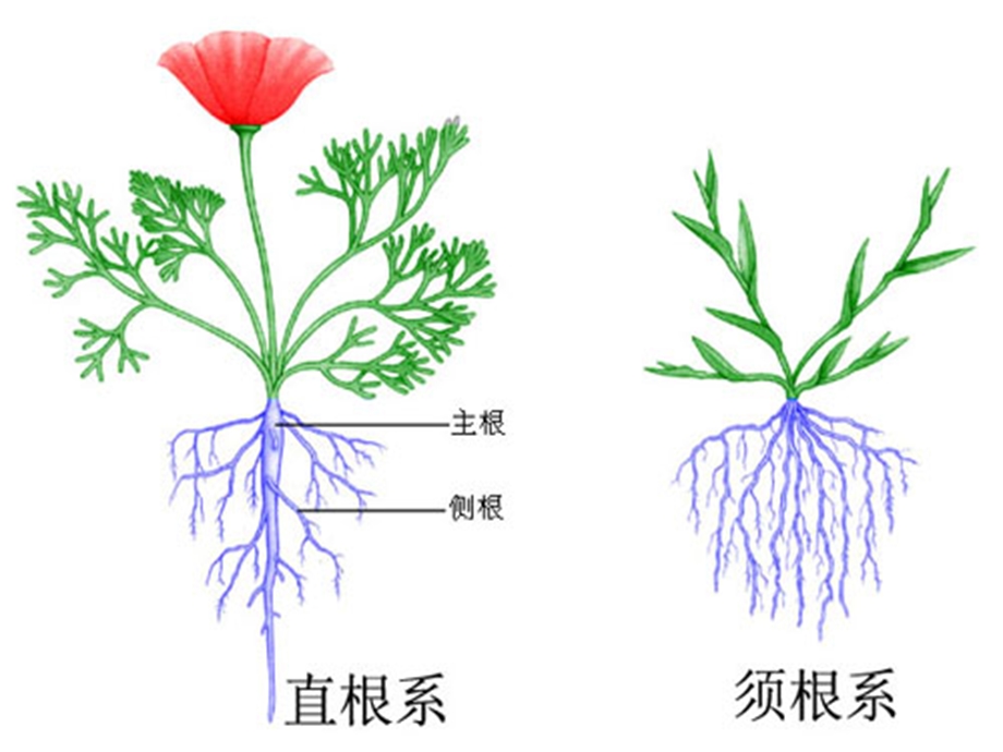 大班科学领域《根的秘密》PPT课件教案根的秘密.ppt_第3页