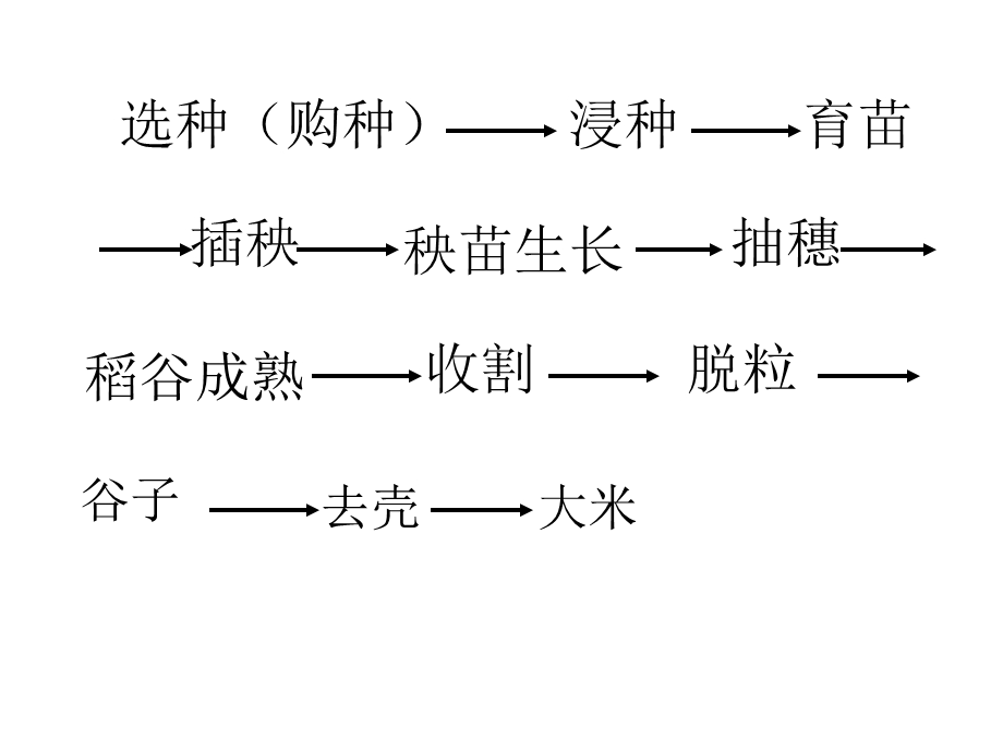 大班社会《大米的来历》PPT课件大米的来历PPT...ppt_第3页