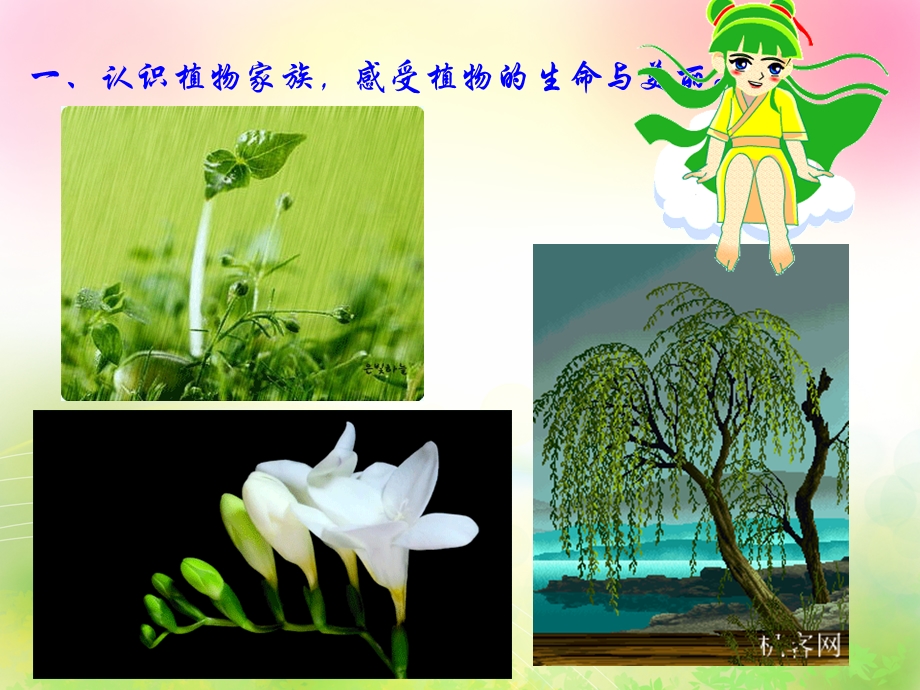 大班社会《神奇的植物世界》PPT课件教案神奇的植物世界.ppt_第3页