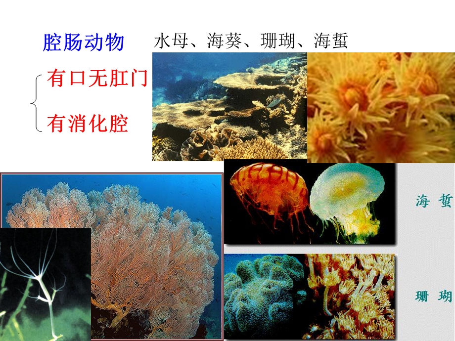 大班科学《水里的动物》PPT课件教案大班科学：水里的动物.ppt_第3页