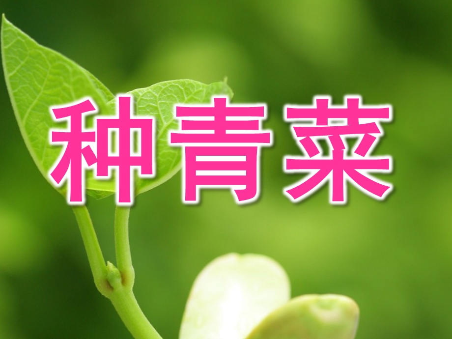 小班活动《种青菜》PPT课件种青菜-小班.ppt_第1页