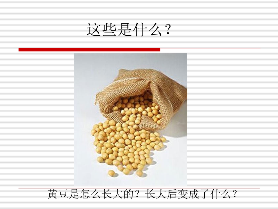 大班上科学《黄豆和豆制品》PPT课件大班上科学：黄豆和豆制品.ppt_第2页