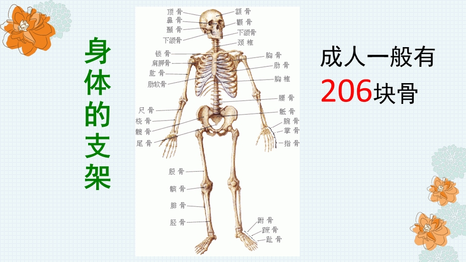 大班健康公开课《身体的支架》PPT课件教案身体的支架.ppt_第3页