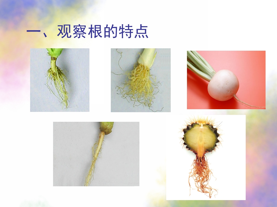 大班科学《植物的根》PPT课件教案科学：植物的根.ppt_第2页