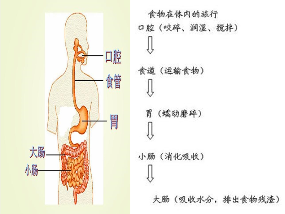 大班健康《我们吃的东西哪里去了》PPT课件教案音乐PPT课件.ppt_第3页