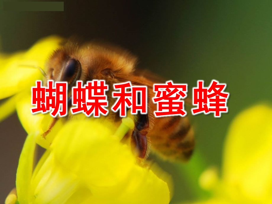 大班社会《蝴蝶和蜜蜂》PPT课件教案蝴蝶和蜜蜂.ppt_第1页