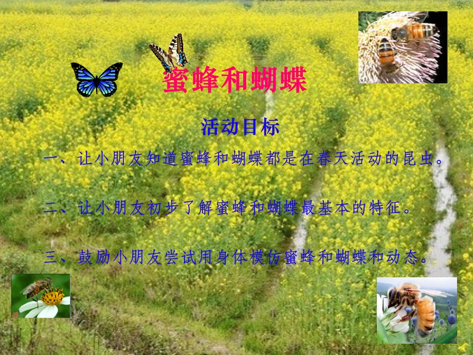 大班社会《蝴蝶和蜜蜂》PPT课件教案蝴蝶和蜜蜂.ppt_第2页