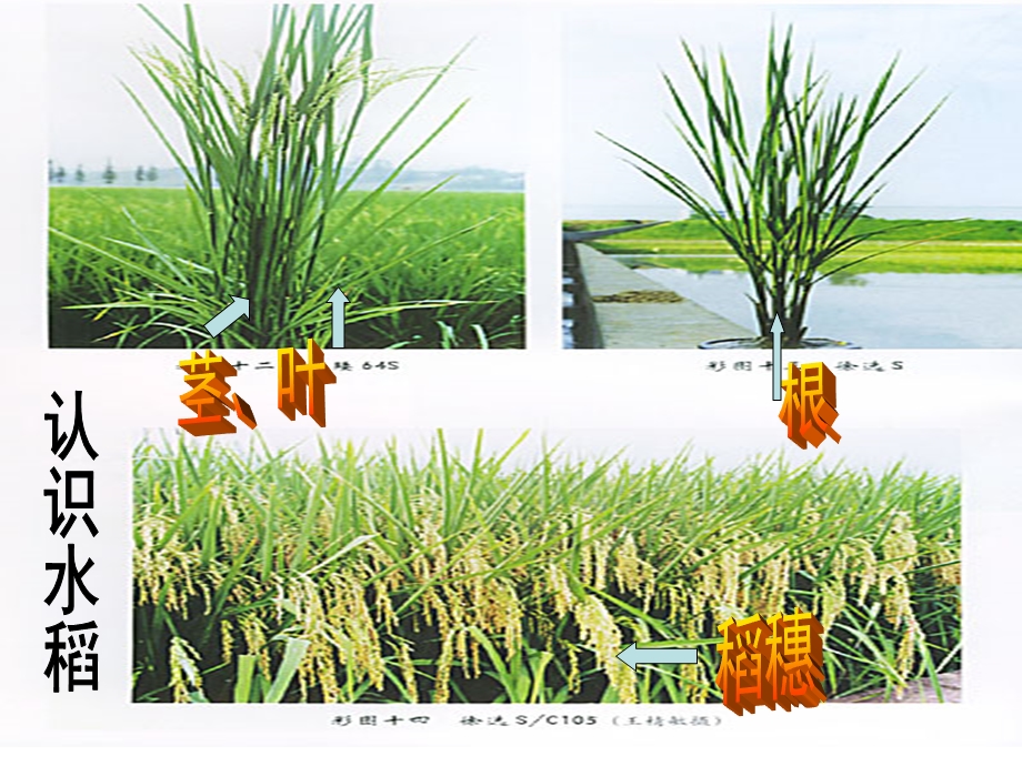 大班科学《认识水稻》PPT课件教案大班科学：认识水稻.ppt_第2页