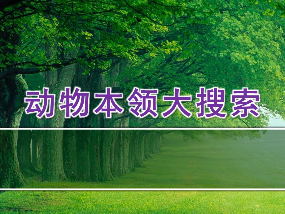 大班科学《动物本领大搜索》PPT课件教案动物本领大搜索.ppt_第1页